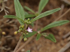 Gisekia pharnaceoides