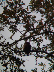 Glaucidium cuculoides