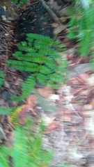 Albizia arenicola