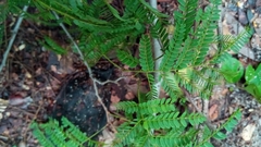 Albizia arenicola