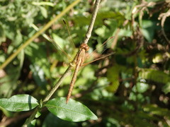 Neurothemis intermedia