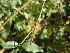Neurothemis intermedia