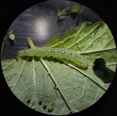 Hypena