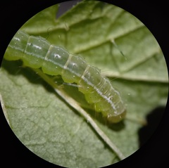 Hypena