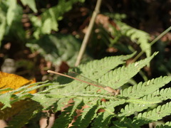 Ceriagrion olivaceum