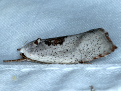 Tymbophora peltastis