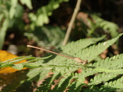 Ceriagrion olivaceum