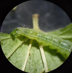 Hypena