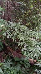 Amorphophallus