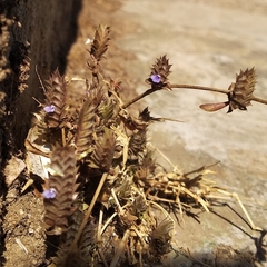 Lavandula