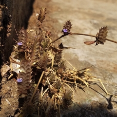 Lavandula