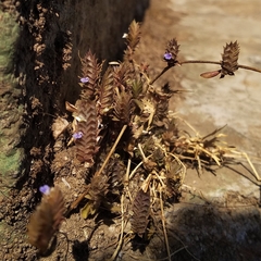 Lavandula