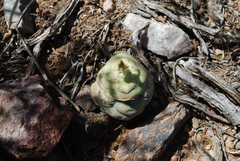 Crassula hemisphaerica