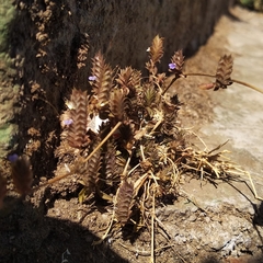 Lavandula