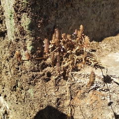 Lavandula