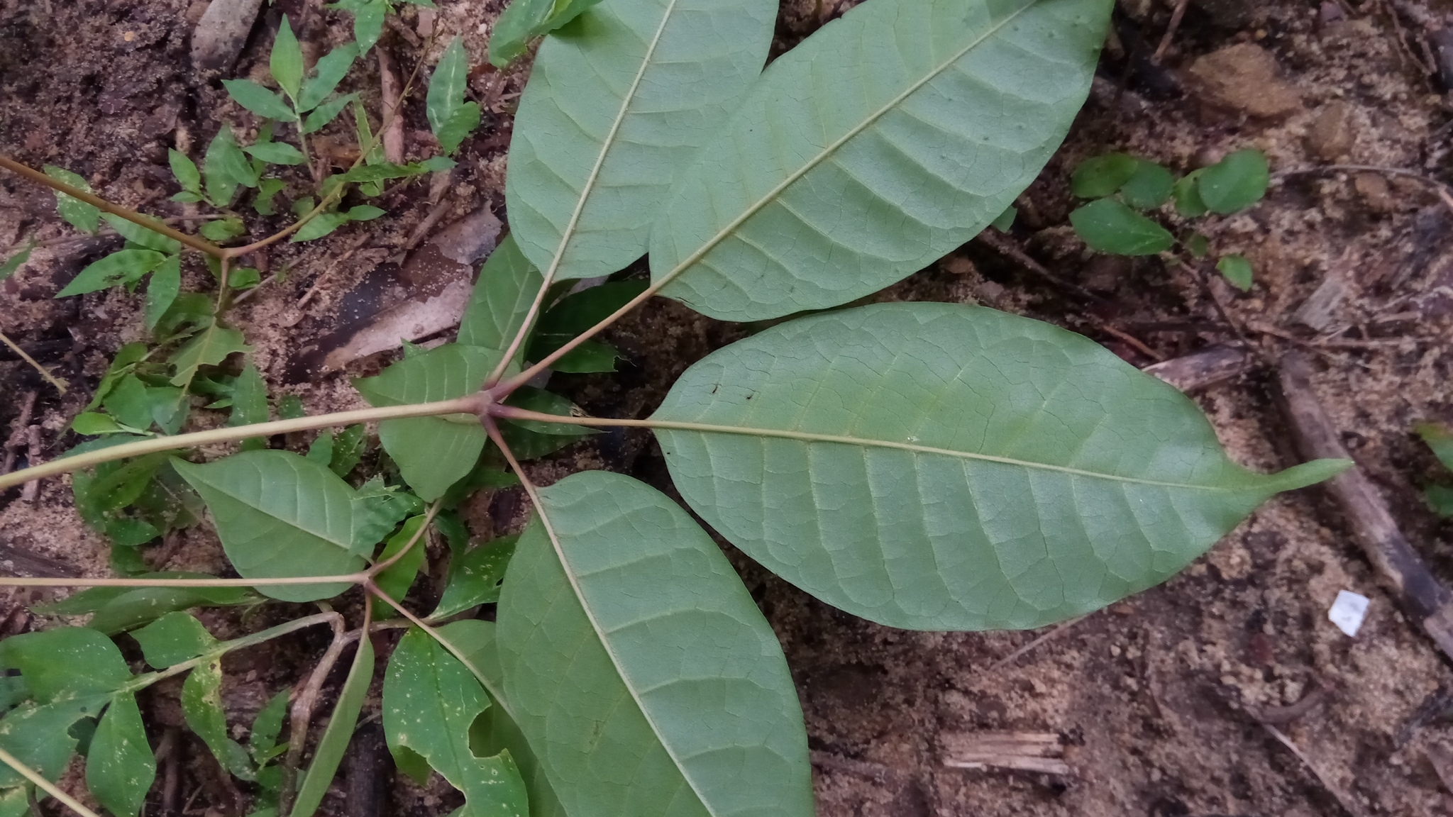 Imagem de Vitex beraviensis