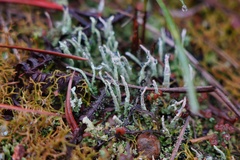 Cladonia scabriuscula