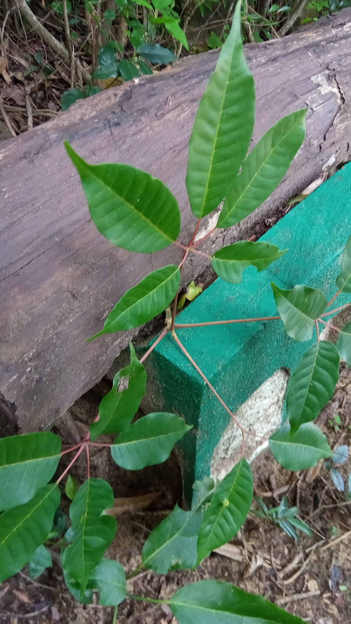 Imagem de Vitex beraviensis