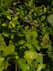 Medicago arabica