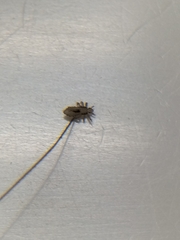 Pediculus humanus capitis