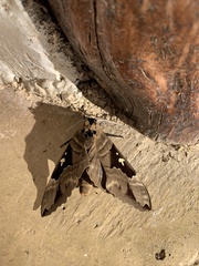 Lophostethus dumolinii