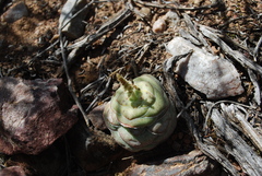 Crassula hemisphaerica