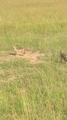 Lupulella mesomelas schmidti