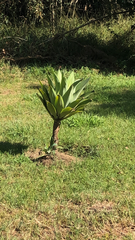 Agave attenuata