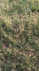 Bouteloua dactyloides