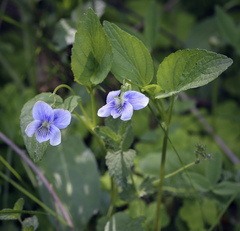 Viola canina