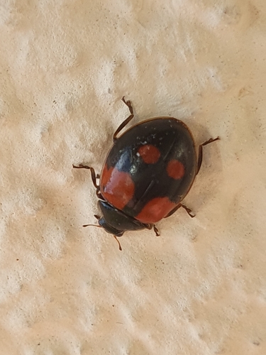 lienka dvojbodková (Adalia bipunctata)