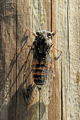 Cicada orni