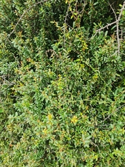 Gymnosporia polyacantha