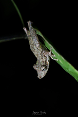 Scinax boulengeri