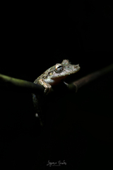 Scinax boulengeri