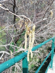 Alnus lusitanica