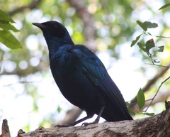 Lamprotornis australis