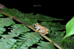 Pristimantis ridens