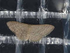 Idaea philocosma