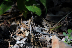 Holcosus quadrilineatus