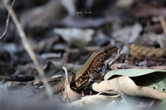 Holcosus quadrilineatus