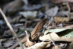 Holcosus quadrilineatus