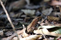 Holcosus quadrilineatus