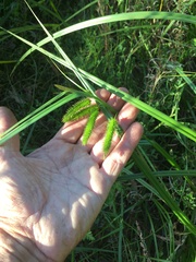 Carex fascicularis