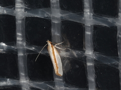 Xyloryctidae