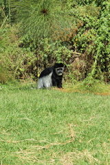 Colobus guereza matschiei