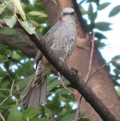 Hypsipetes amaurotis