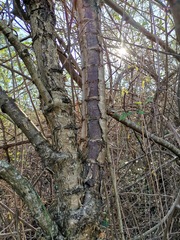 Heteromorpha arborescens