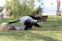 Colobus guereza matschiei