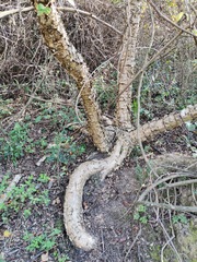 Heteromorpha arborescens